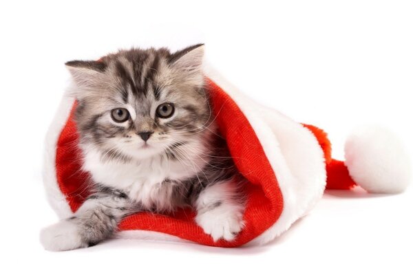 Gatito con sombrero de Santa Claus