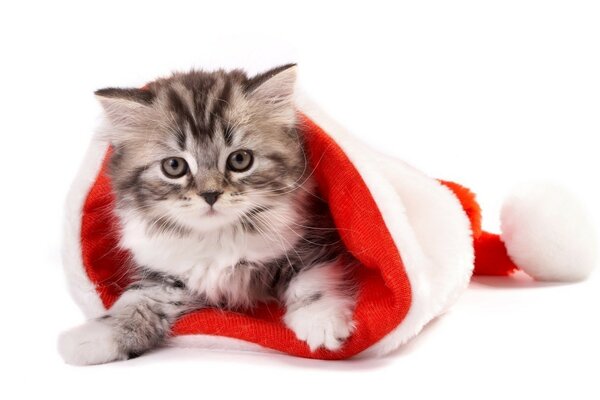 圣诞老人帽子里的小猫