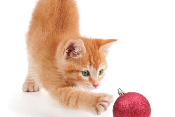 Gato rojo jugando con una bola roja de año nuevo