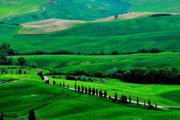 Endless green meadows in New Zealand