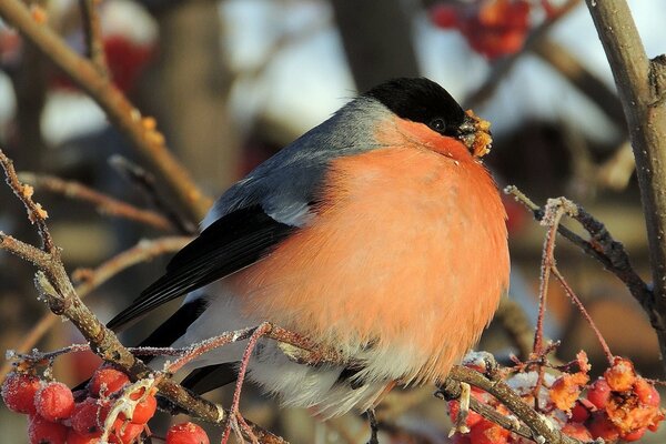 Oiseau bouvreuil sur une branche en hiver