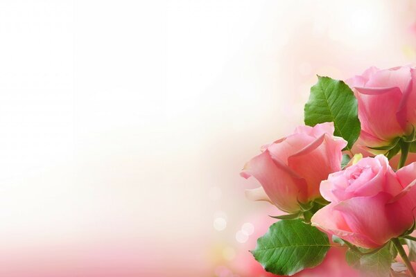 Three pink roses for the background