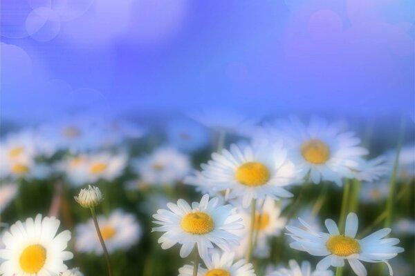 Delicate chamomile flowers in the fog