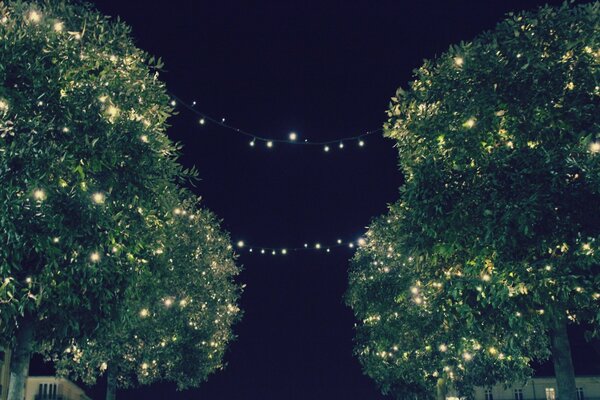 Árvores decoradas com guirlandas de Ano Novo no escuro