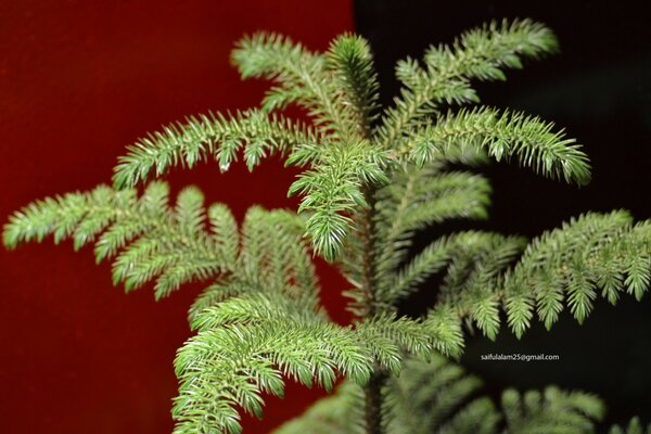 Weihnachtsbaum auf rot-schwarzem Hintergrund