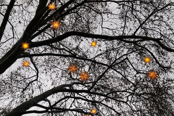 Weihnachtssterne am Baum