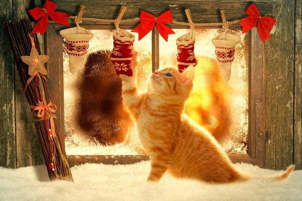 Сүйкімді қызыл котенка Рождестволық сыйлықтарға арналған шұлықтармен ойнайды. Қысқы жайлы фото