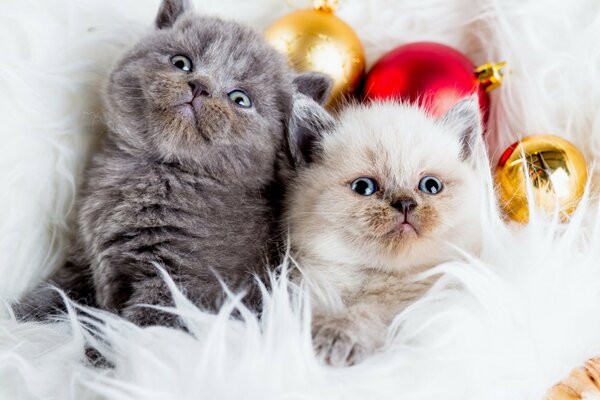 Christmas cute kitty animals
