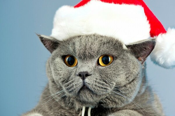 Gato bonito em um chapéu de Natal