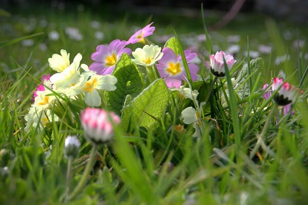 Wildblumen im grünen Gras