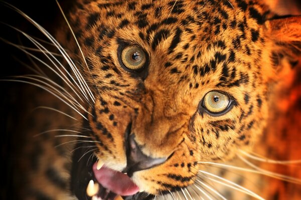 Charmante Tigerin mit gelben Augen