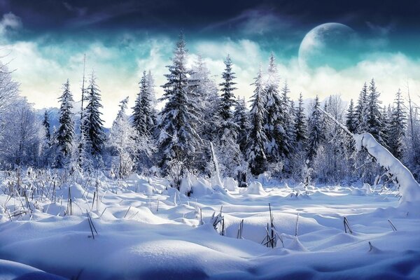 Snowy winter in the wild forest