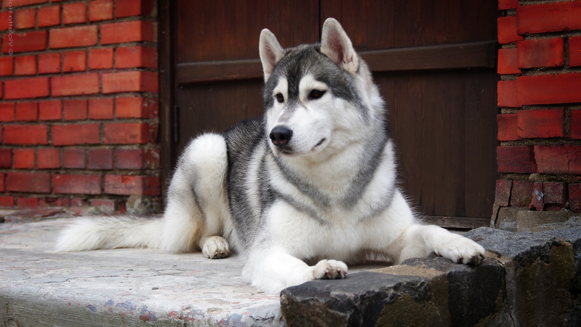 perros perro mamífero retrato animal perro mascota lindo