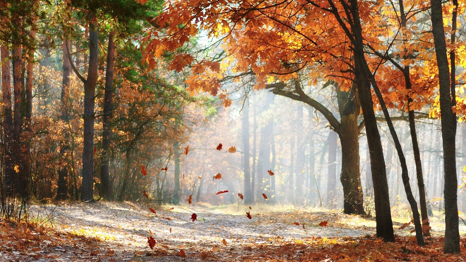 puesta de sol y amanecer otoño hoja árbol madera naturaleza temporada parque paisaje arce niebla niebla buen tiempo rama al aire libre amanecer escénico exuberante paisaje medio ambiente