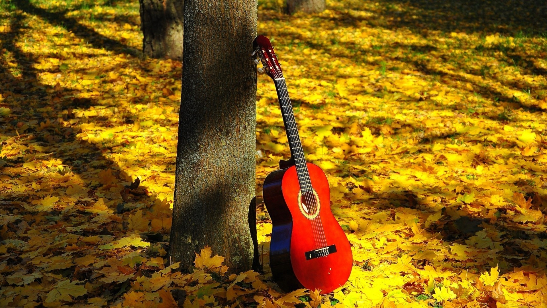 instrumentos musicales madera otoño naturaleza al aire libre hoja árbol parque temporada solo luz del día