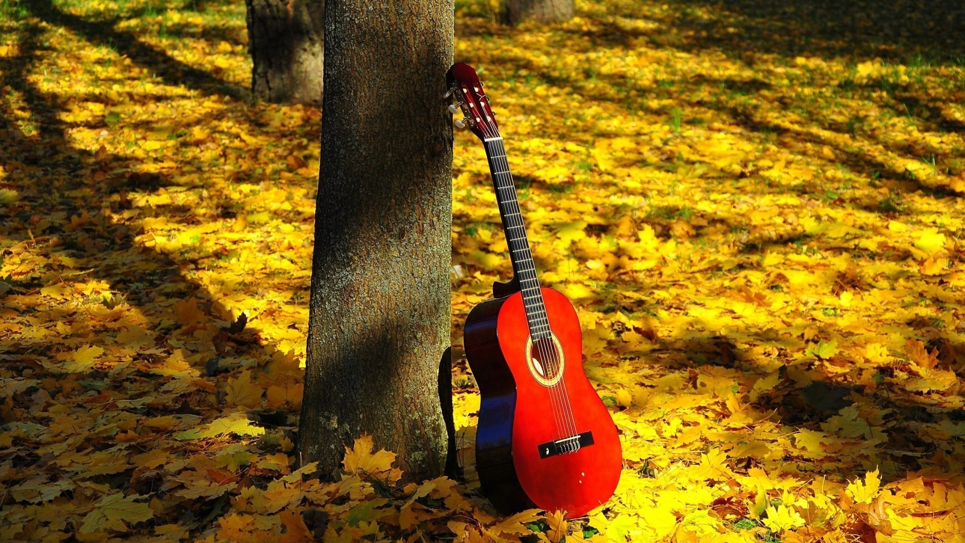 musical instruments wood fall nature outdoors leaf tree park season one daylight