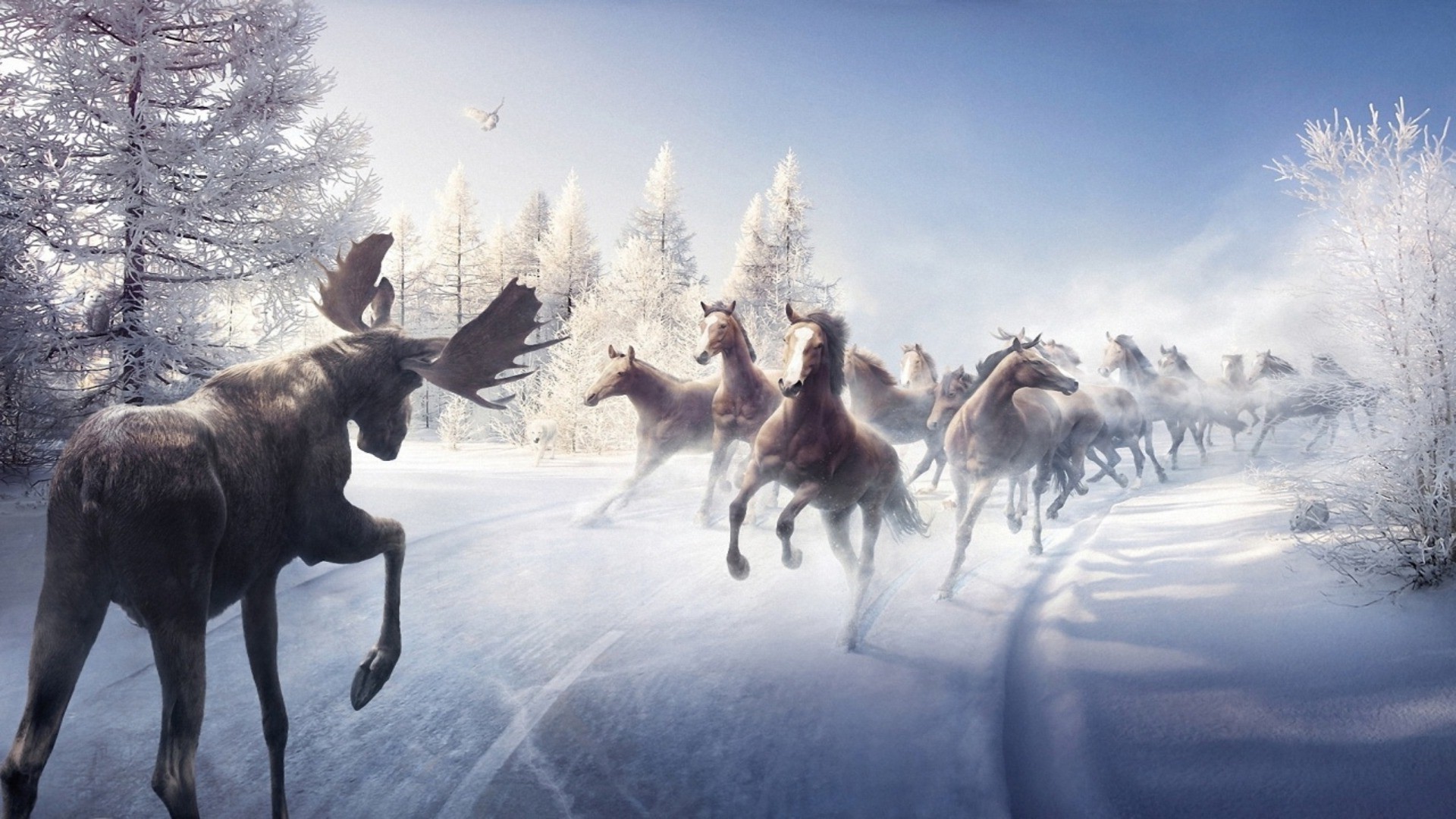 animals mammal snow winter deer reindeer outdoors cold