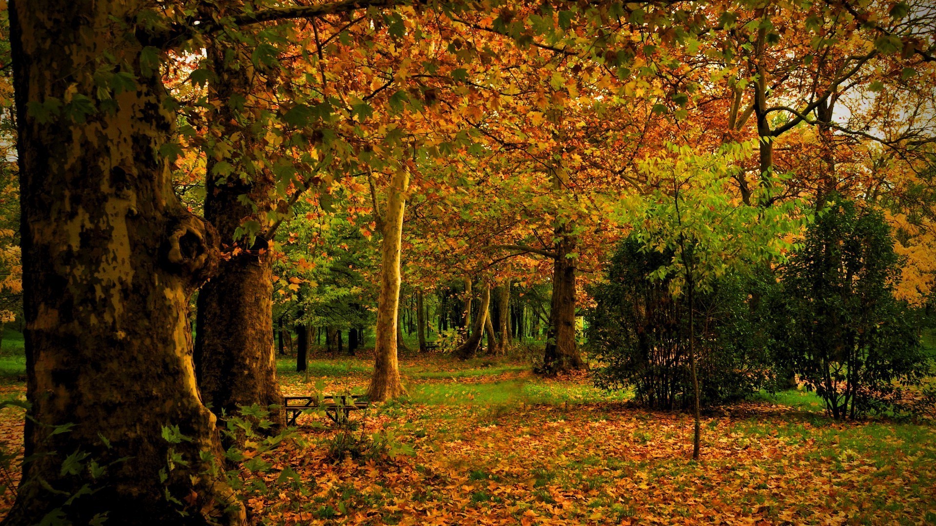 jesień jesień drzewo liściaste natura krajobraz drewno klon park na zewnątrz sezon sceniczny bujny świt