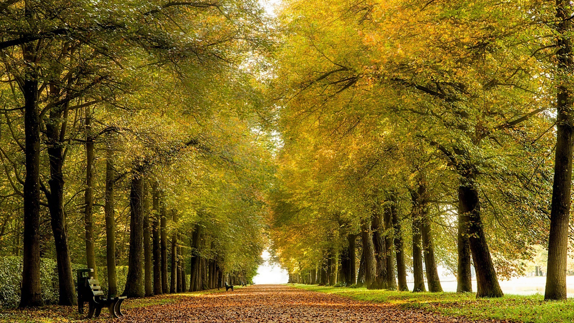 jesień jesień drzewo drewno liść park krajobraz natura świt mgła droga przewodnik dobra pogoda słońce sezon wieś mgła oddział na zewnątrz aleja