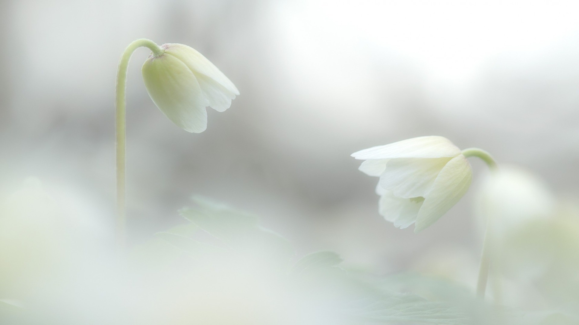 kwiaty kwiat natura flora liść ogród spadek wzrost łuska rozmycie zbliżenie kolego płatek delikatny sezon jasny lato kwiatowy czystość dobra pogoda