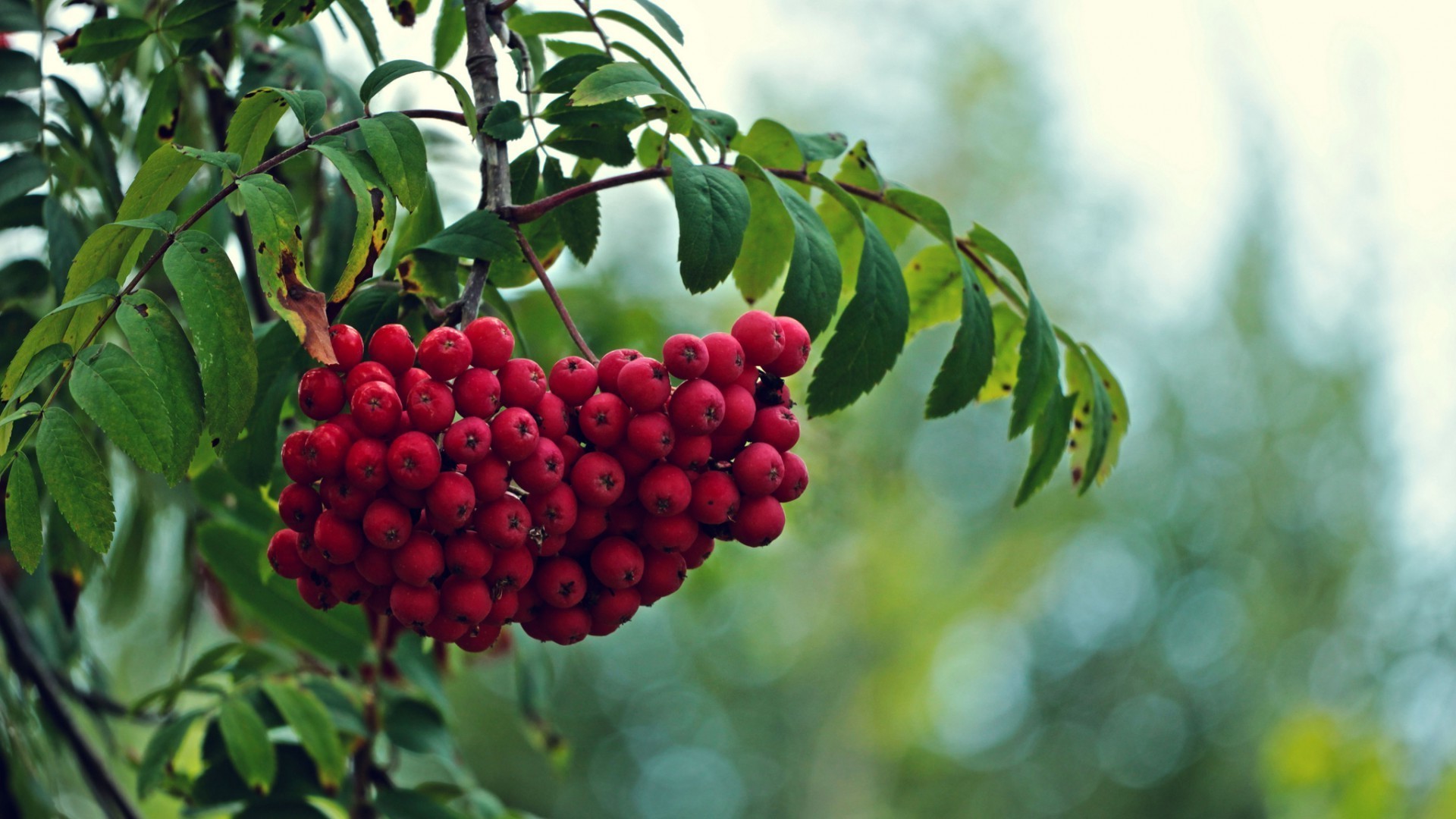 baies nature fruits feuille arbre été branche baie flore arbuste jardin cluster nourriture à l extérieur saison couleur gros plan