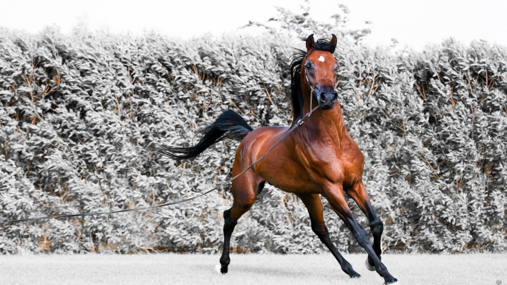 cavalos neve cavalo inverno mamífero equestre ação cavalaria pista gelo competição