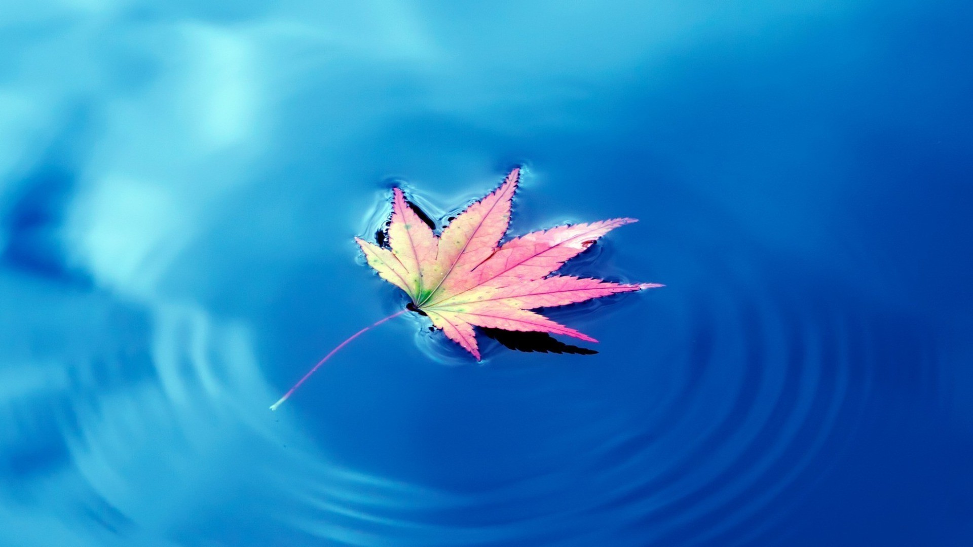 droplets and water nature summer outdoors color leaf sky desktop flower sun water fair weather bright