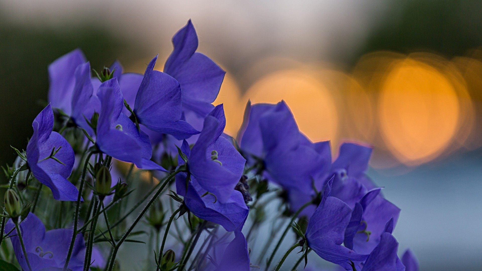 fleurs fleur nature flore feuille jardin été extérieur croissance bluming couleur pétale violet