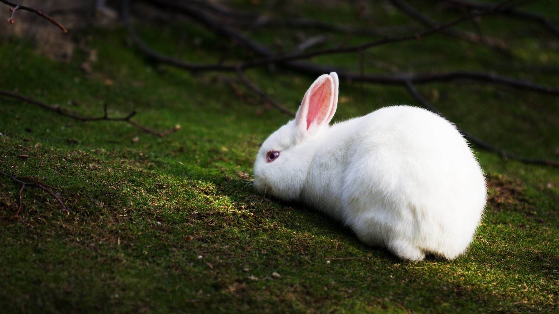 wielkanoc królik króliczek ssak śliczne trawa zwierzę natura pet portret młody futro domowe puchatek małe dziecko