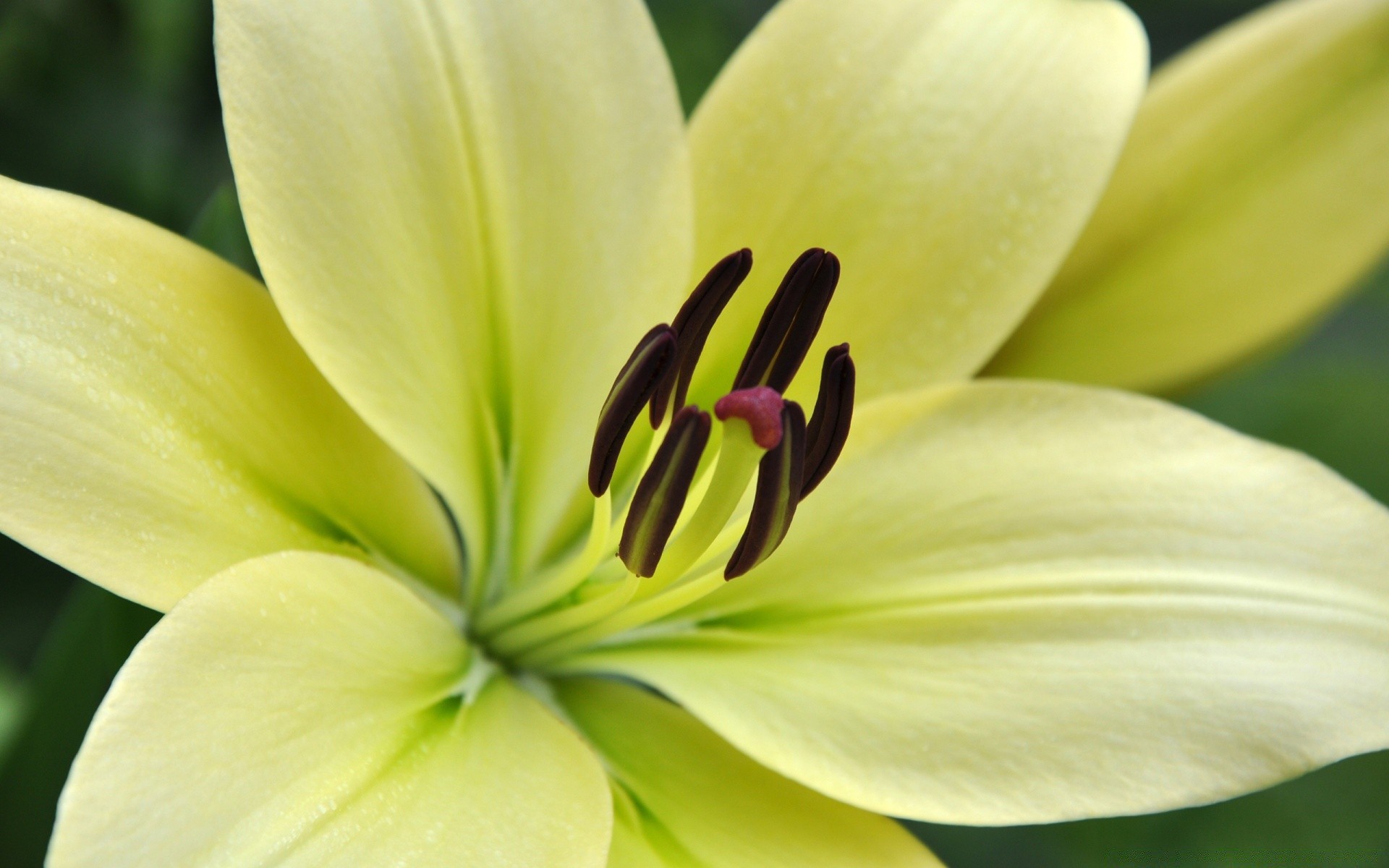 easter flower nature lily flora leaf garden purity beautiful summer color petal floral close-up bright growth