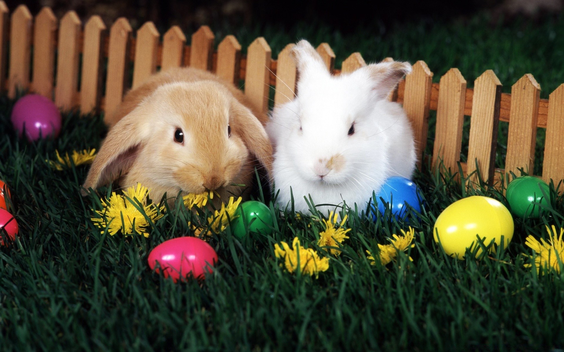 pascua conejo conejito huevo de pascua hierba lindo huevo roedor sorpresa diversión vacaciones poco nido bebé al aire libre