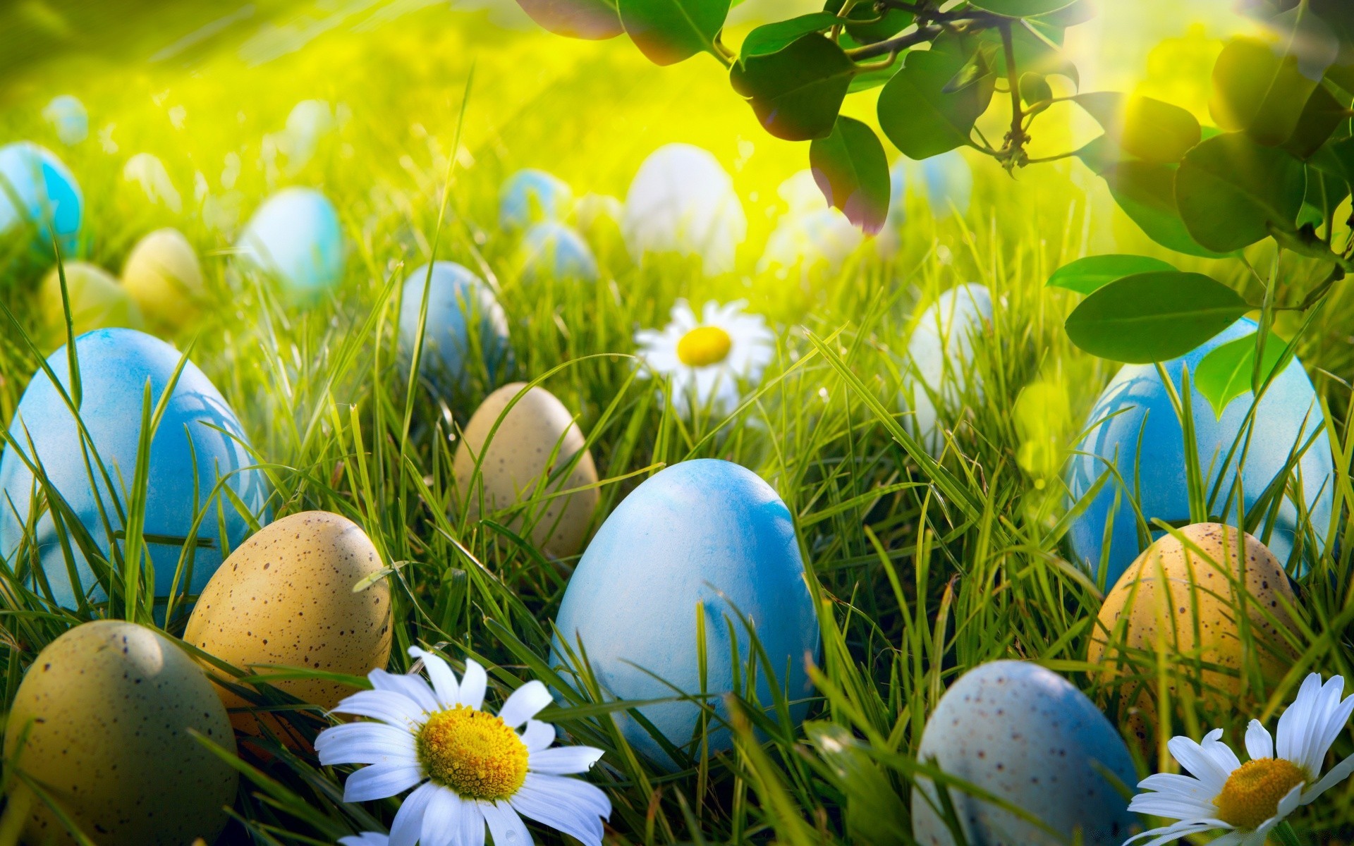 easter egg grass nature nest celebration season decoration color hayfield easter egg flower field outdoors beautiful bright desktop