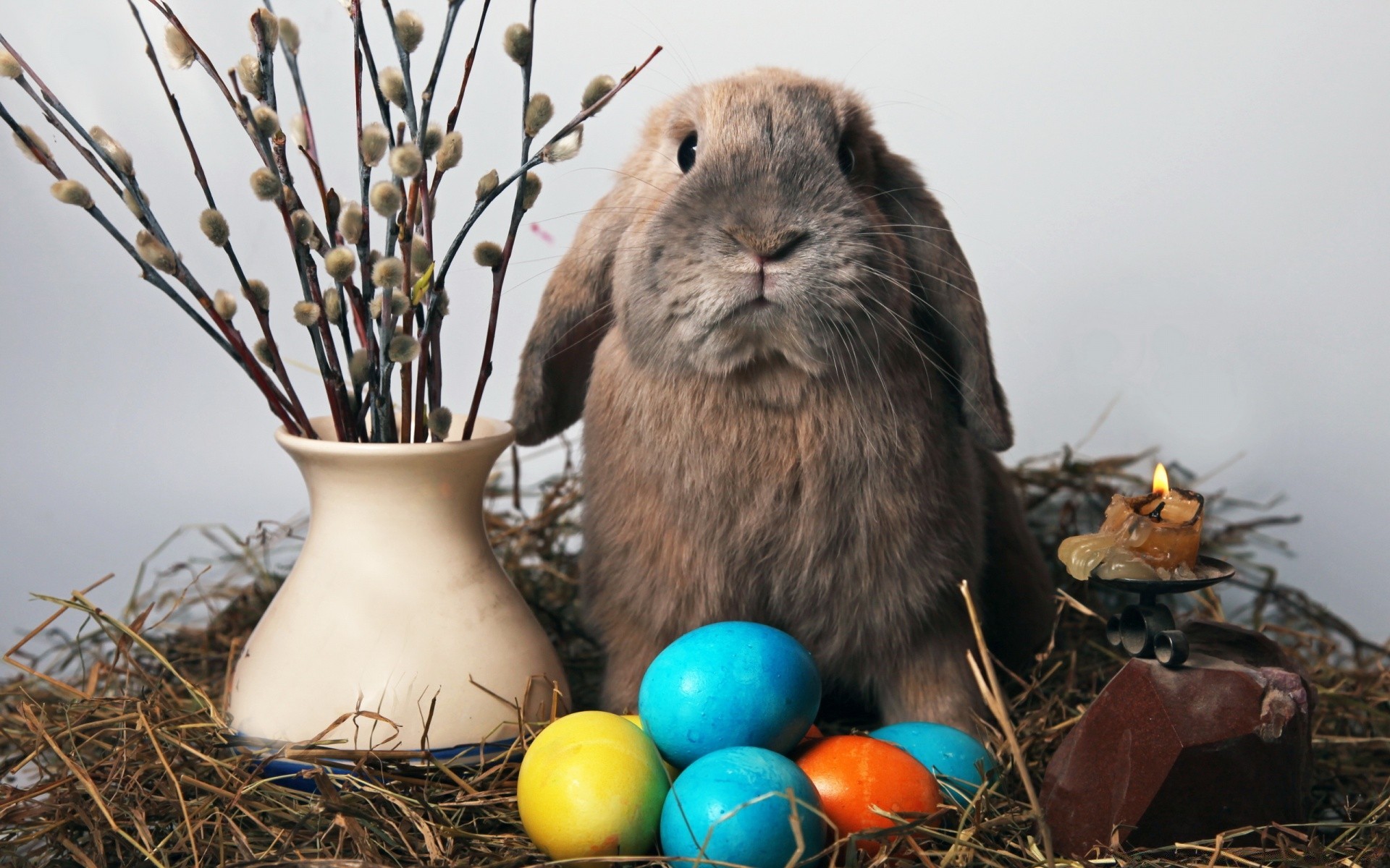 pascua huevo nido conejo conejito pájaro naturaleza madera vida silvestre poco comida animal huevo de pascua