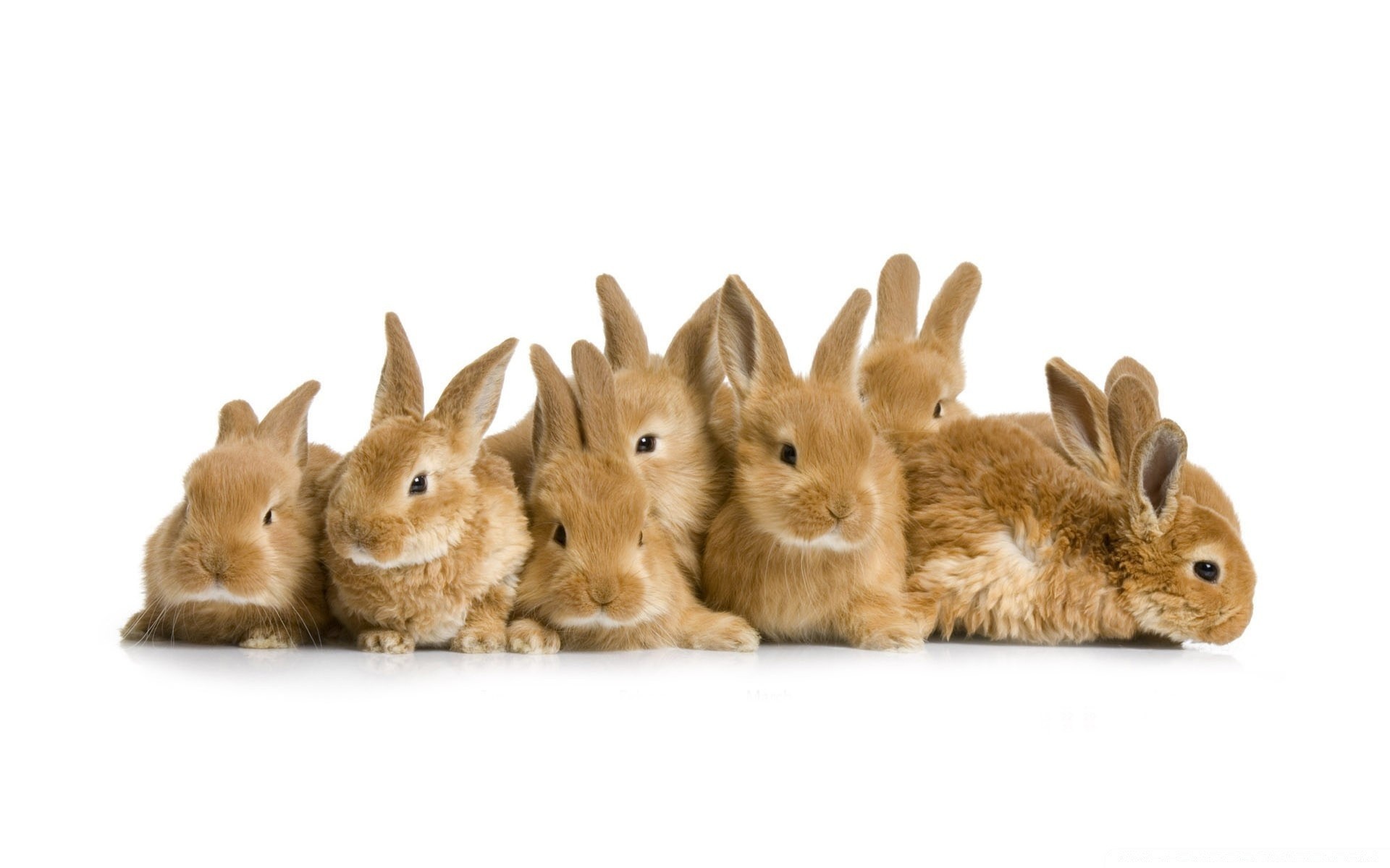 pasqua coniglio coniglietto carino roditore pelliccia piccolo lanuginoso animale soffice adorabile animale domestico mammifero domestico sedersi giovane tame isolato divertente