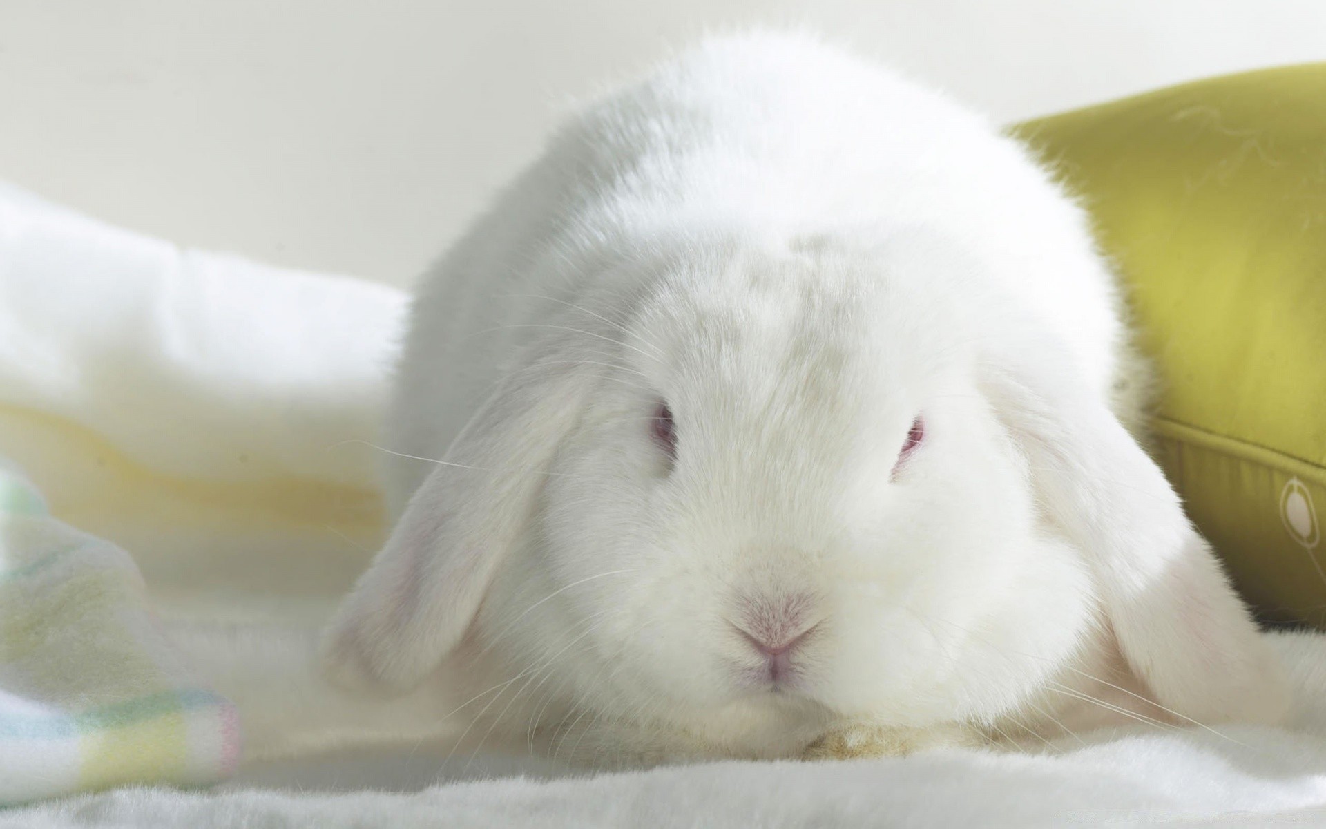 pâques vers le bas lapin mignon fourrure lapin mammifère enfant portrait peu animal sommeil animal de compagnie un