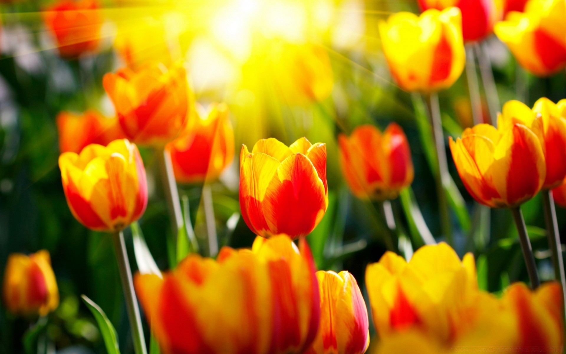 paskalya lale doğa bahçe parlak flora yaz çiçek yaprak renk alan lambalar güzel hava çiçek sezon buket büyüme parlak petal