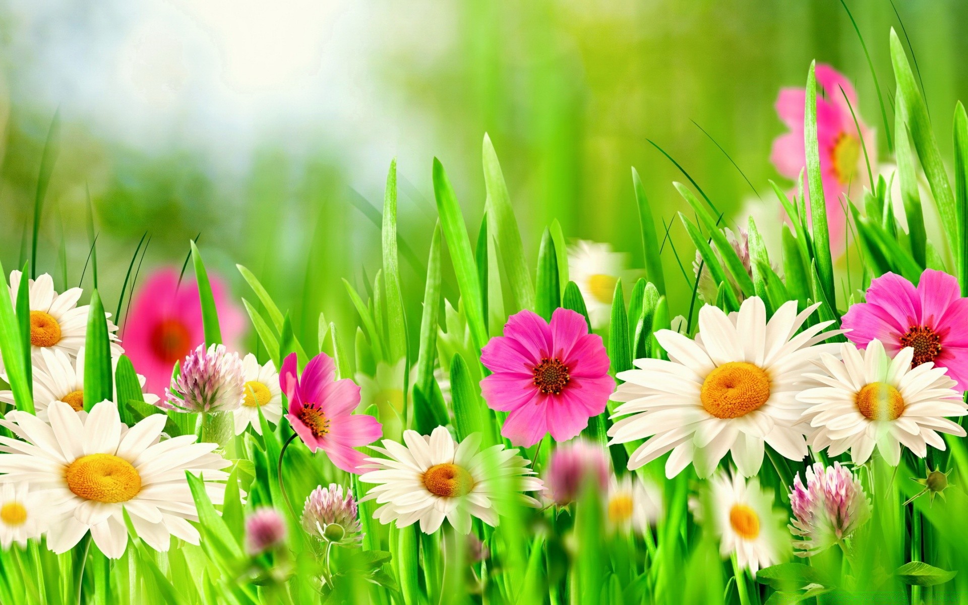 pasqua natura fiore giardino flora estate erba campo floreale fieno petalo stagione luminoso colore fioritura crescita foglia prato bel tempo