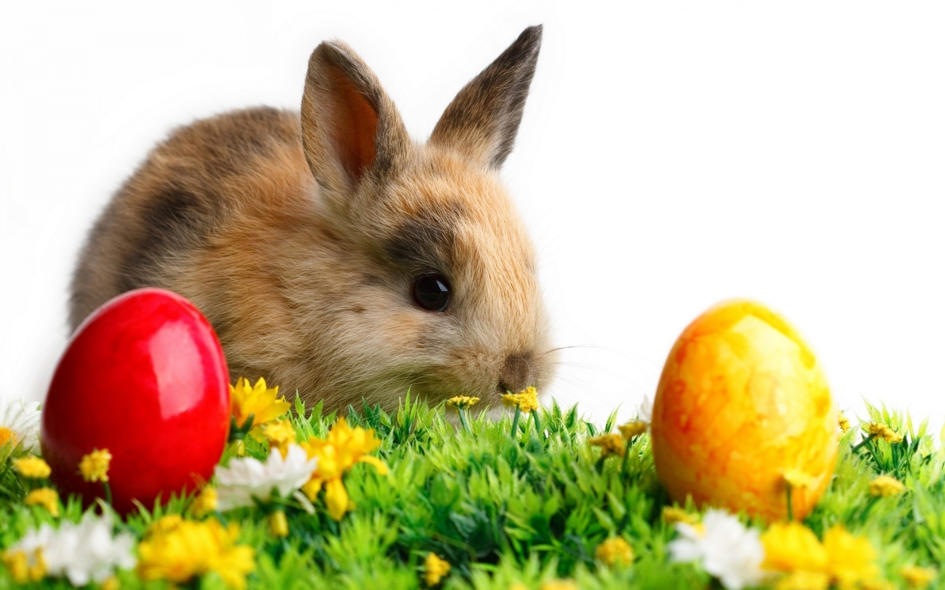 ostern kaninchen wenig natur niedlich hase