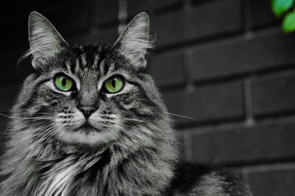 Thoroughbred cat with green eyes