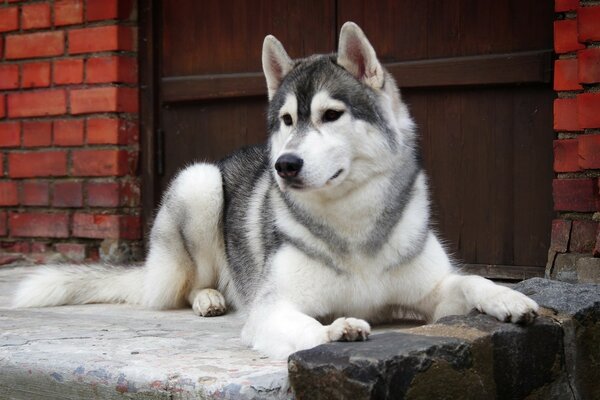 Unglaublicher Husky-Hund liegt