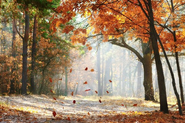 Chute des feuilles d automne au soleil