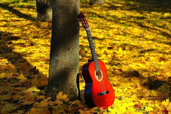 Musical instrument in autumn in nature next to a tree