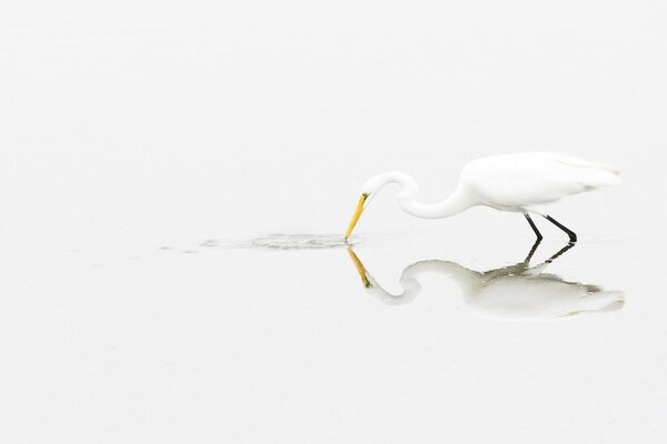 A white bird drinks water from a pond