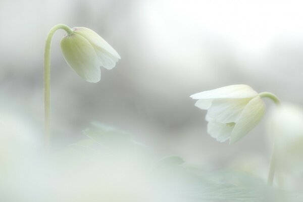 Snow-white bells among the same snow-white fog