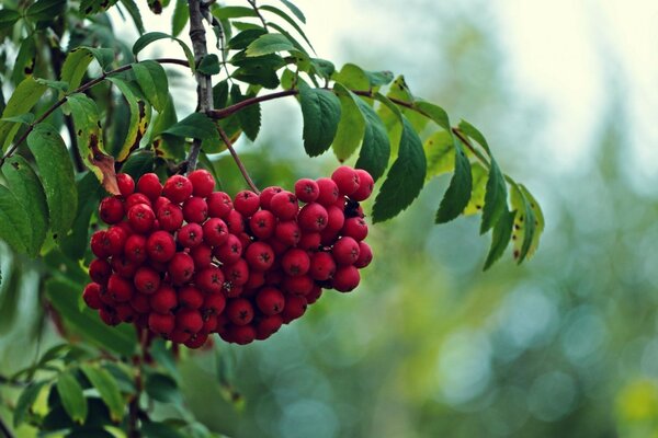 A red bunch of mountain ash on a tree