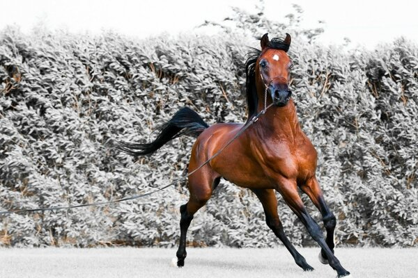 A red horse on the background of a winter forest