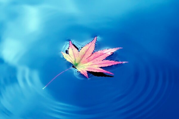 Bright maple leaf in the water