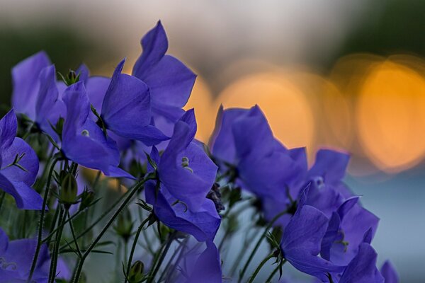 Hermosas flores de color púrpura