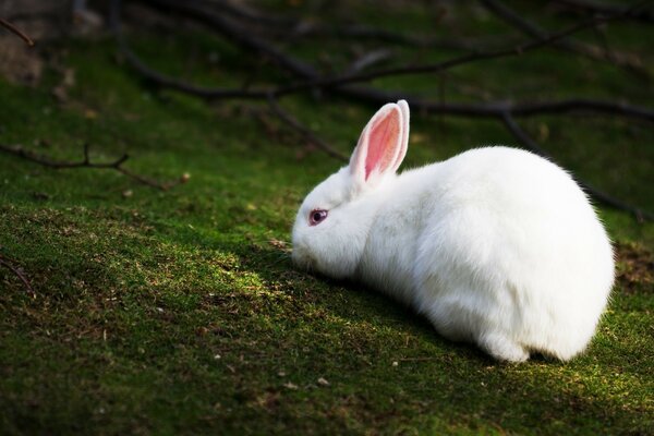 A white rabbit on the green grass. Alice in Wonderland