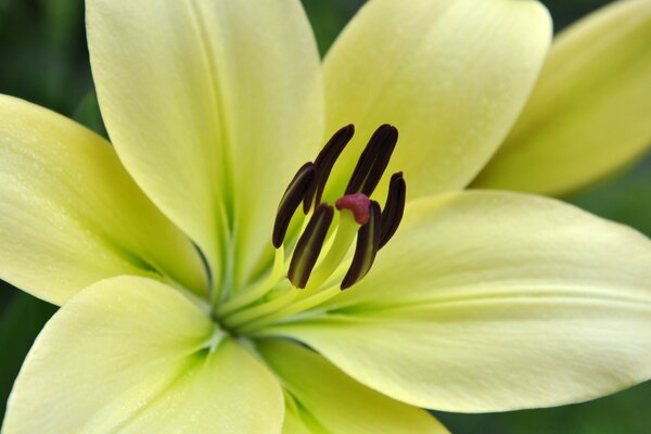 Lemon Lily blooms macro-shooting